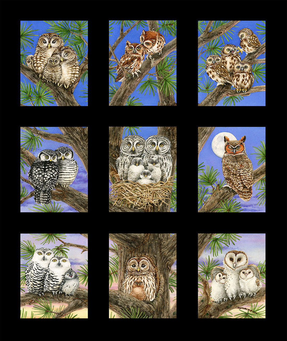 Owls Owl Families in Blocks on black borders - Click Image to Close
